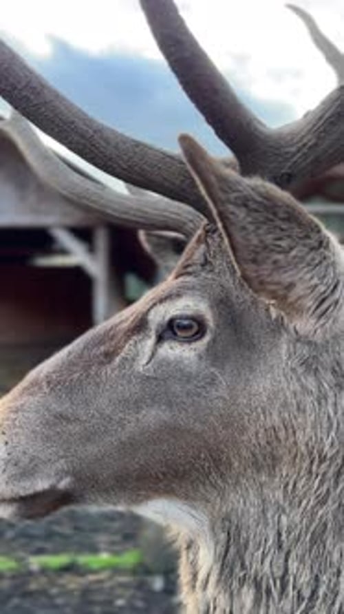 Deer Side Portrait in the Wild