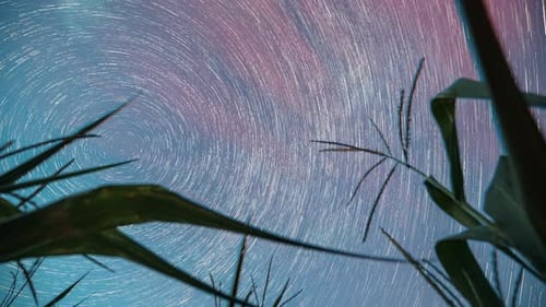 Star Trails Time Lapse with Silhouetted Plantlife