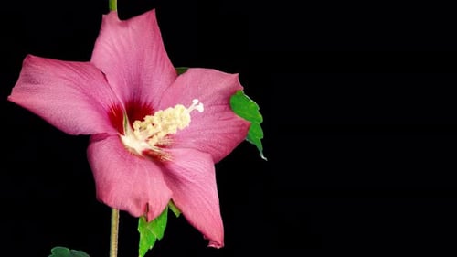 Pink Flower Blooming in Time Lapse
