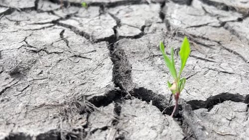 Small Sprout Emerging from Dry Cracked Ground
