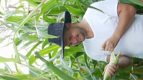 A Man in a Hat Stands Among Corn Plants in a Field