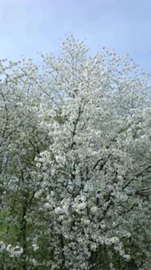Aerial View of Blooming Trees with White Flowers in Spring