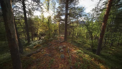 Les rayons du soleil brillent à travers les arbres de la forêt d'automne enchantée. Prise de vue ultra-large au ralenti
.