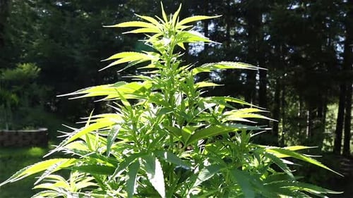 Grande plante de cannabis sativa poussant en plein soleil, vue latérale