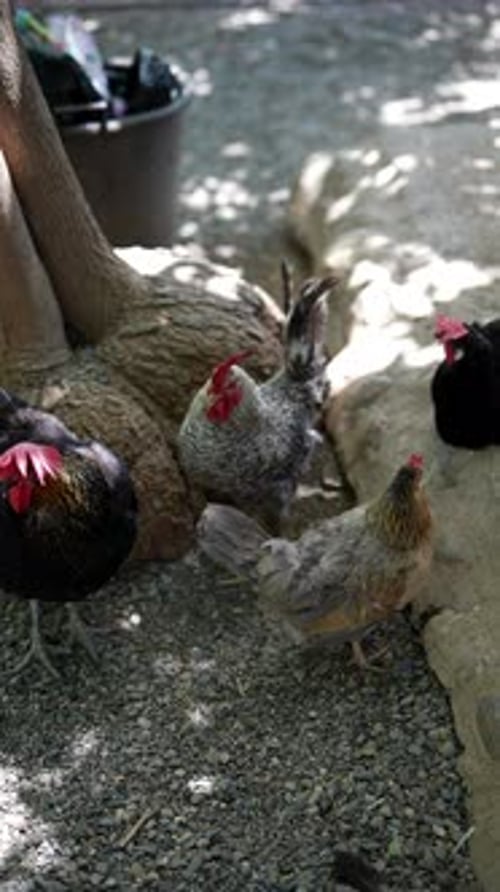 Chickens Roaming Under Tree in Rural Area
