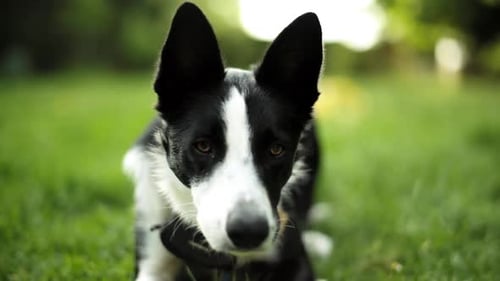 Young Border Collie dog looking a toy with attention