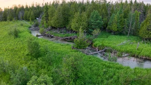 Aerial drone footage of a small winding creek flowing through lush green grasslands and dense