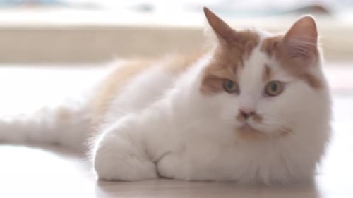 Close-up of the muzzle of a fluffy white-red cat