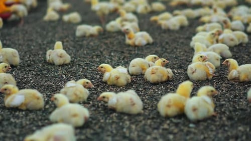 A lot of young chicks at the farm spending time with each other.