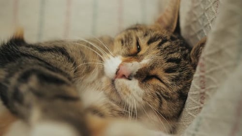 Sleepy Cat Lies on Sofa in Cozy Living Room Close Up of Muzzle Cat
