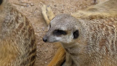 Gruppe verspielter Erdmännchen spielt miteinander Thailand