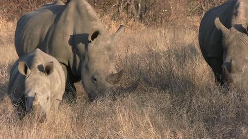 Gros plan d'un troupeau de rhinocéros blancs avec un veau marchant dans les prairies de la savane africaine. Animaux sauvages à Natu