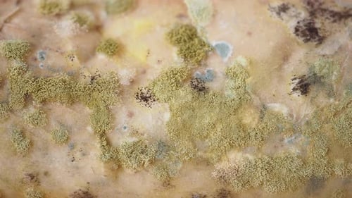 Mold Growth on Surface
