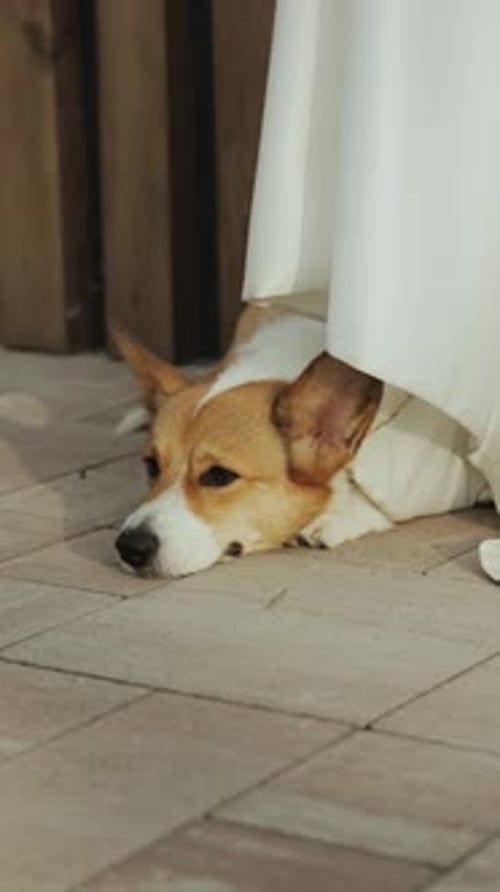 Sweet Dog Resting Under Wedding Dress