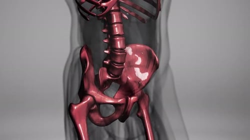 3D Human Skeleton Animation with Ribs, Spine and Pelvis