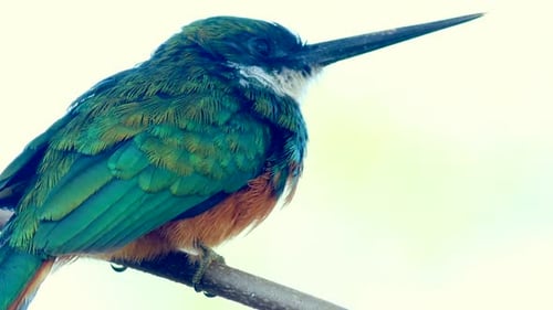 Primer plano: Exótico pájaro jacamar de cola rufa activo en la selva tropical, en busca de forraje-2