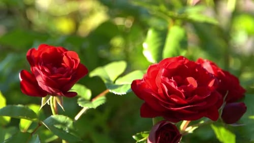 Red Roses Bush in the Garden Rosebud Summer Flower Petals Rose in Nature Branch and Leaves