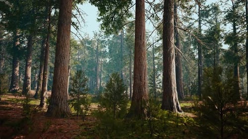 Giant Sequoias in the Giant Forest Grove in the Sequoia National Park