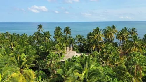 Tropical Paradise: Palm Trees and Turquoise Ocean Aerial