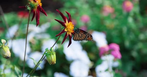 Beautiful shot of a Monarch Butterfly and a Bumble Bee flying around a colorful flower.