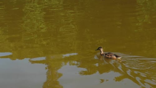 Wild Ducks Swimming in Park in Lake