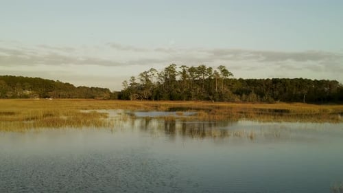 Little island of pine trees in the middle of marsh with full moon on the background in dawn