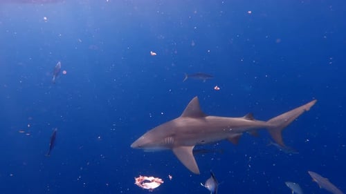 Bull shark circles around open ocean with pieces of fish floating around