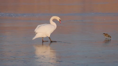 Ein anmutiger weißer Schwan läuft auf einem gefrorenen See, dessen Spiegelung auf der glatten Eisoberfläche sichtbar ist.