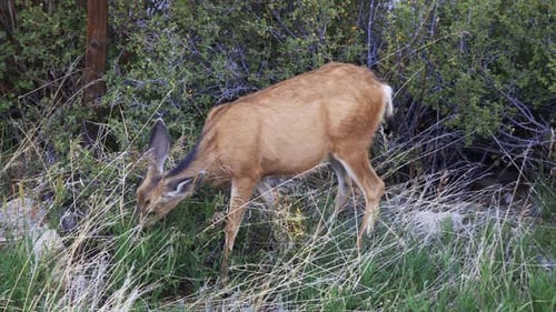 Mule Deer doe grazing on grass in front of bushes. Filmed in the Rocky Mountains of Colorado during