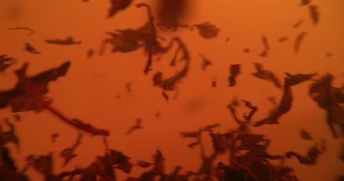 Tea Leaves Swirling in Amber Liquid