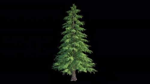 Alpha-Kanal „Pine In The Wind“, abspielbar