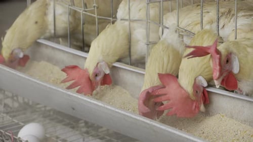 Chickens in Cages - Egg Production in India