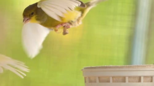 Chirping Atlantic canary bird sing, singing inside cage. Serinus canaria birds chirping