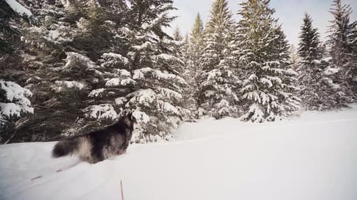 Portrait Of An Active Alaskan Malamute Outside The Forest Covered With Snow. Static Shot