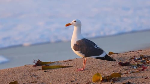 Möwe am Sandstrand bei Sonnenuntergang