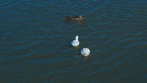 Colorful Wild Ducks Resting on River Surface