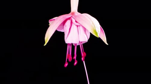 Time Lapse of a Pink Fuchsia Flower Blooming