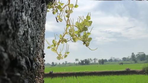 wilder Pflanzen-Hintergrund