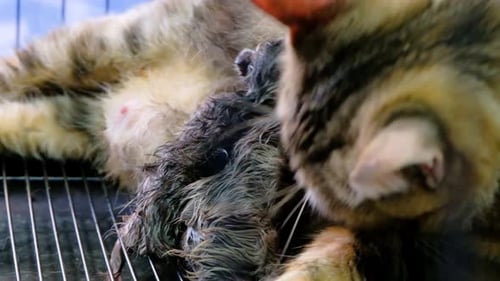 Gatitos chupan la leche de su madre gata mientras se lamen el pelaje después de dar a luz dentro de la jaula. -