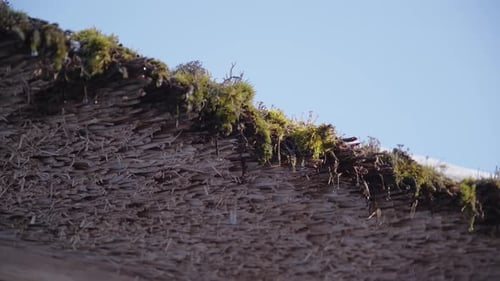 50 FPS Water Drops From Melting Snow Dropping From Moss Roof