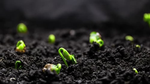 Pflanzenwachstum im Zeitraffer Sprossen Keimung aus Samen in der Bodenwirtschaft und im Gartenbau im Frühling