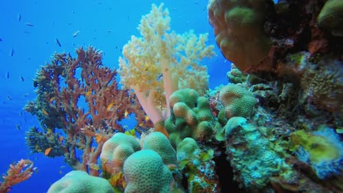 Coral Reef with Abundant Fish Life Underwater