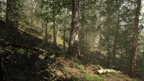 Sunlight Streaming Through a Beautiful Birch Forest