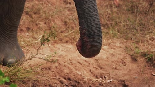 Porträt eines schönen asiatischen Elefanten an der Wasserstelle Ceylon Elefant Lat Elephas Maximus
