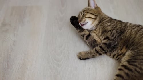 Tabby Cat Grooming Its Paw Indoors