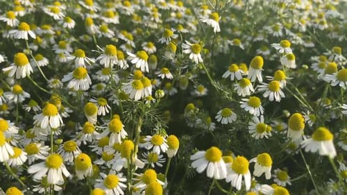 Chamomile Field in Morning Light – Close-Up Nature Shot, Handheld Camera