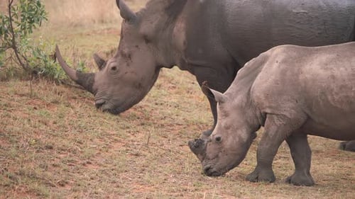 White rhinoceros mother grazing with her baby calf in muddy grass.