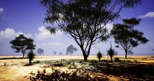 Desert Landscape with Scattered Trees Under a Bright Blue Sky in Daylight