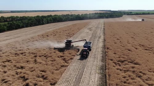 Combine harvester is pouring harvested crops into the back of the truck, 4k
