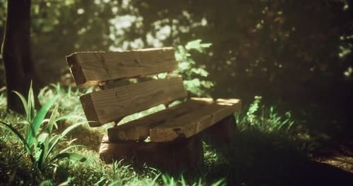 Wooden Bench in a Serene Forest Setting Surrounded By Greenery
